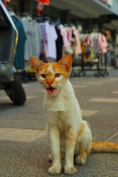 A ginger and white street cat sitting in a busy urban shopping area.