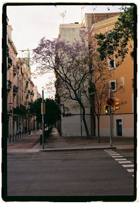 Charming urban street corner with a blooming jacaranda tree against historic buildings.