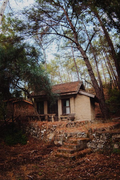 Free A quaint rustic cabin surrounded by pine trees creates a serene forest retreat scene. Stock Photo