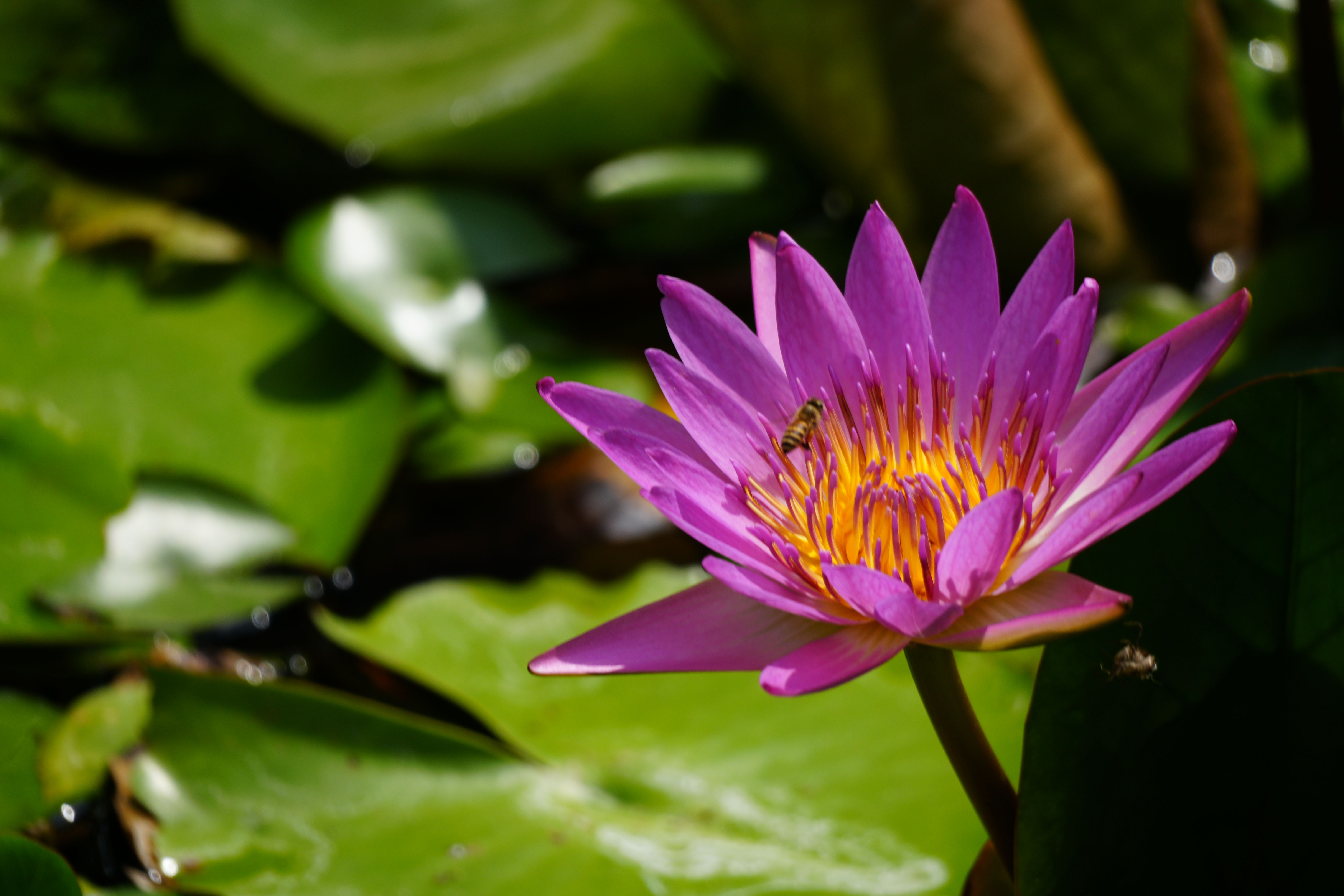 Vibrant Pink Water Lily with Bee in Natural Pond · Free Stock Photo