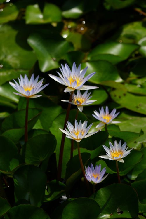 Free Stunning water lilies in full bloom surrounded by lush green leaves in a tranquil pond setting. Stock Photo