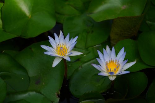 Free Two blooming water lilies with vivid petals among lush green lily pads in a serene pond. Stock Photo