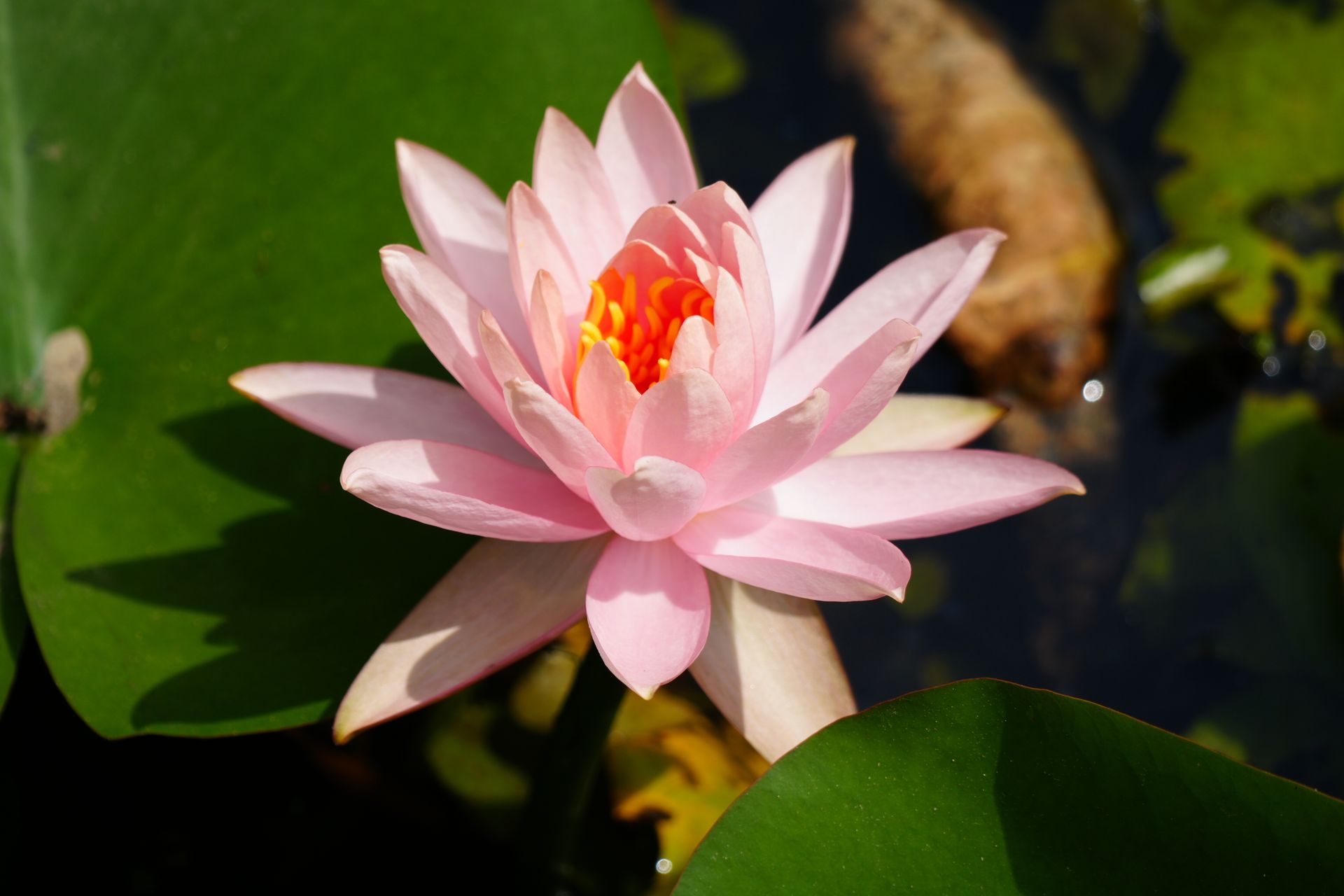 A stunning pink water lily in full bloom with lush green leaves and serene water background.