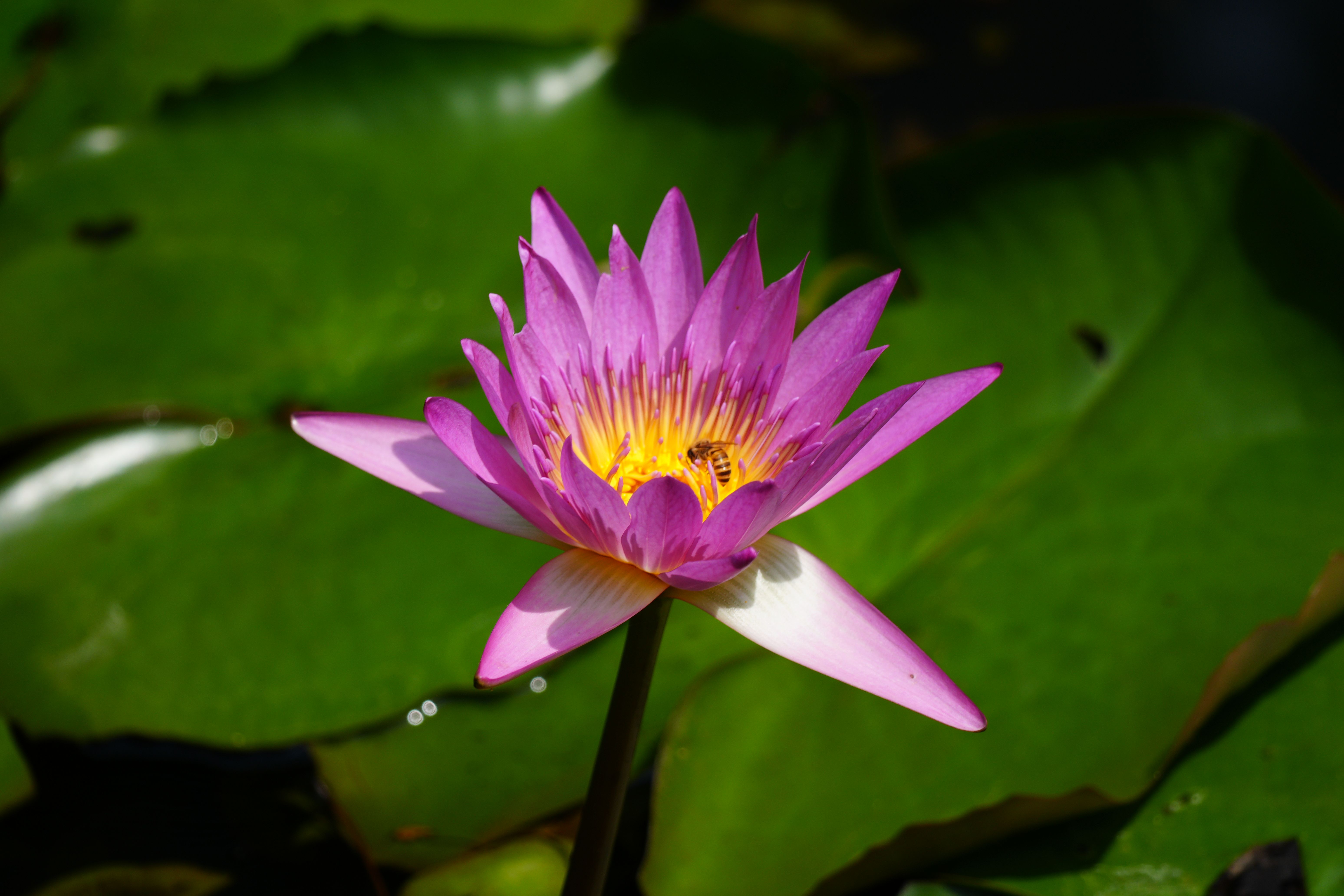 Stunning Water Lily with a Bee in Vibrant Bloom · Free Stock Photo