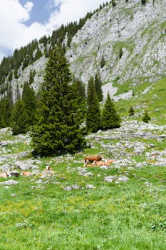 Peaceful Swiss alpine landscape featuring cows grazing in a lush green meadow by a rocky mountain.