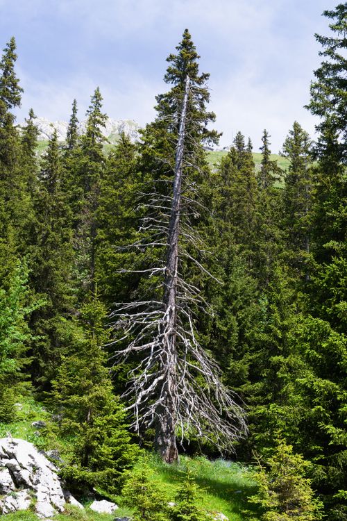 Free A striking dead tree stands amidst lush greenery in a Swiss alpine forest. Stock Photo