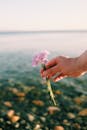 宁静的图像中，一只手握着粉红色的野花，背景是平静的大海