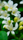 jasmine