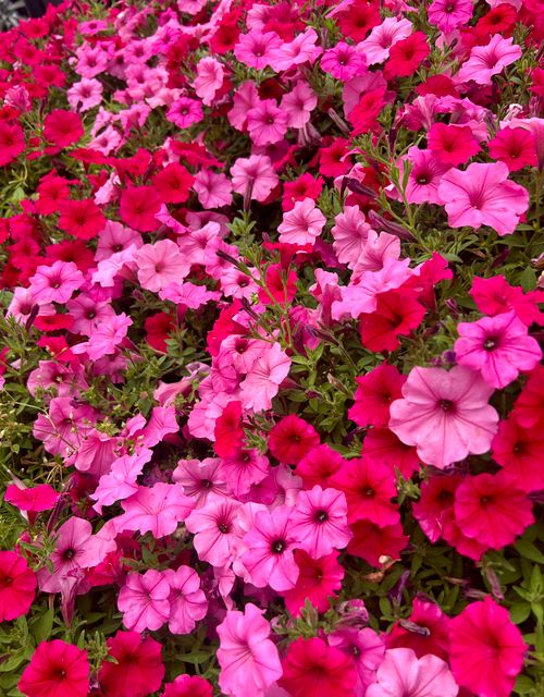 Free A bright and colorful array of pink and red petunia flowers in full bloom outdoors. Stock Photo