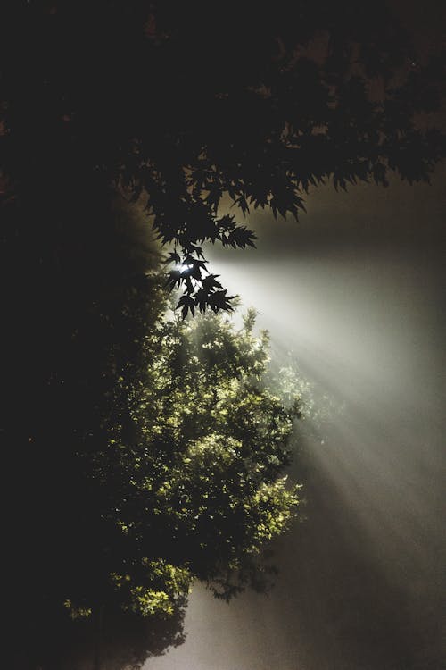 Ingyenes stockfotó fa, fény és árnyék, levelek témában