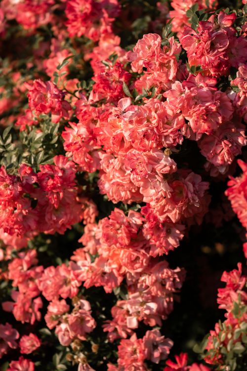 Free Close-up of vibrant pink azalea flowers blooming in a lush garden setting, showcasing natural beauty and vivid colors. Stock Photo