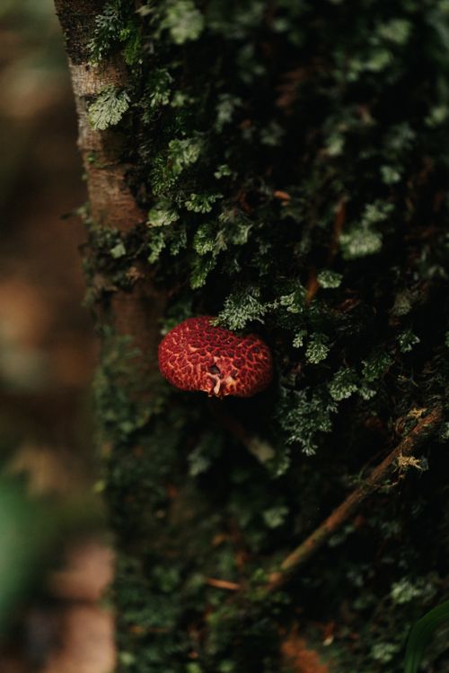Free A vibrant red mushroom on a tree trunk in the lush forests of Đà Lạt, Vietnam. Stock Photo