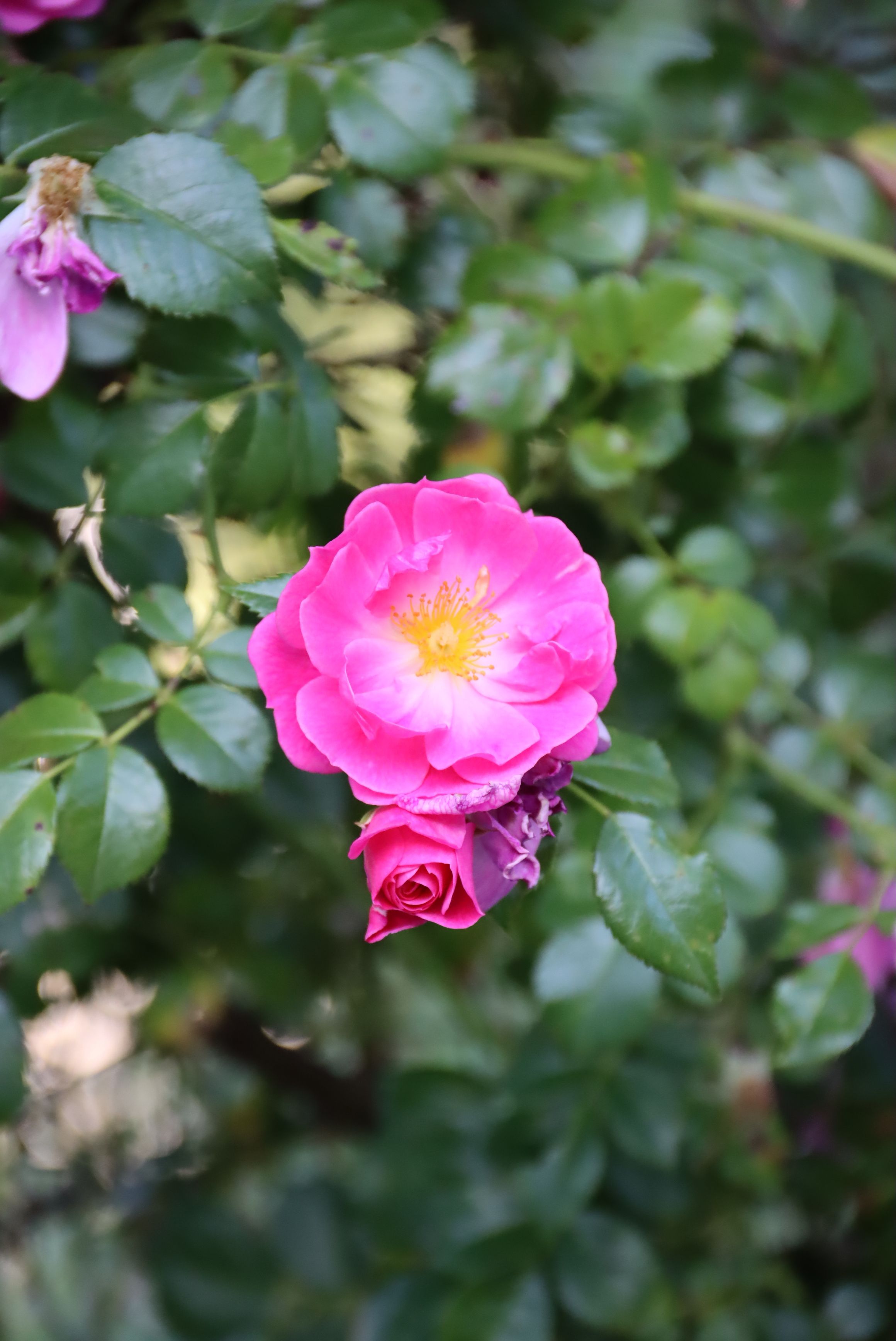 Vibrant Pink Rose in Bloom in Portugal Garden · Free Stock Photo