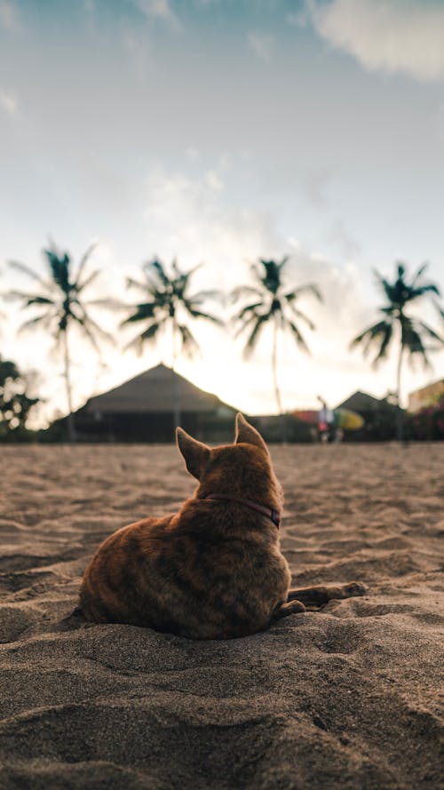Коричневая собака, лежащая на песке