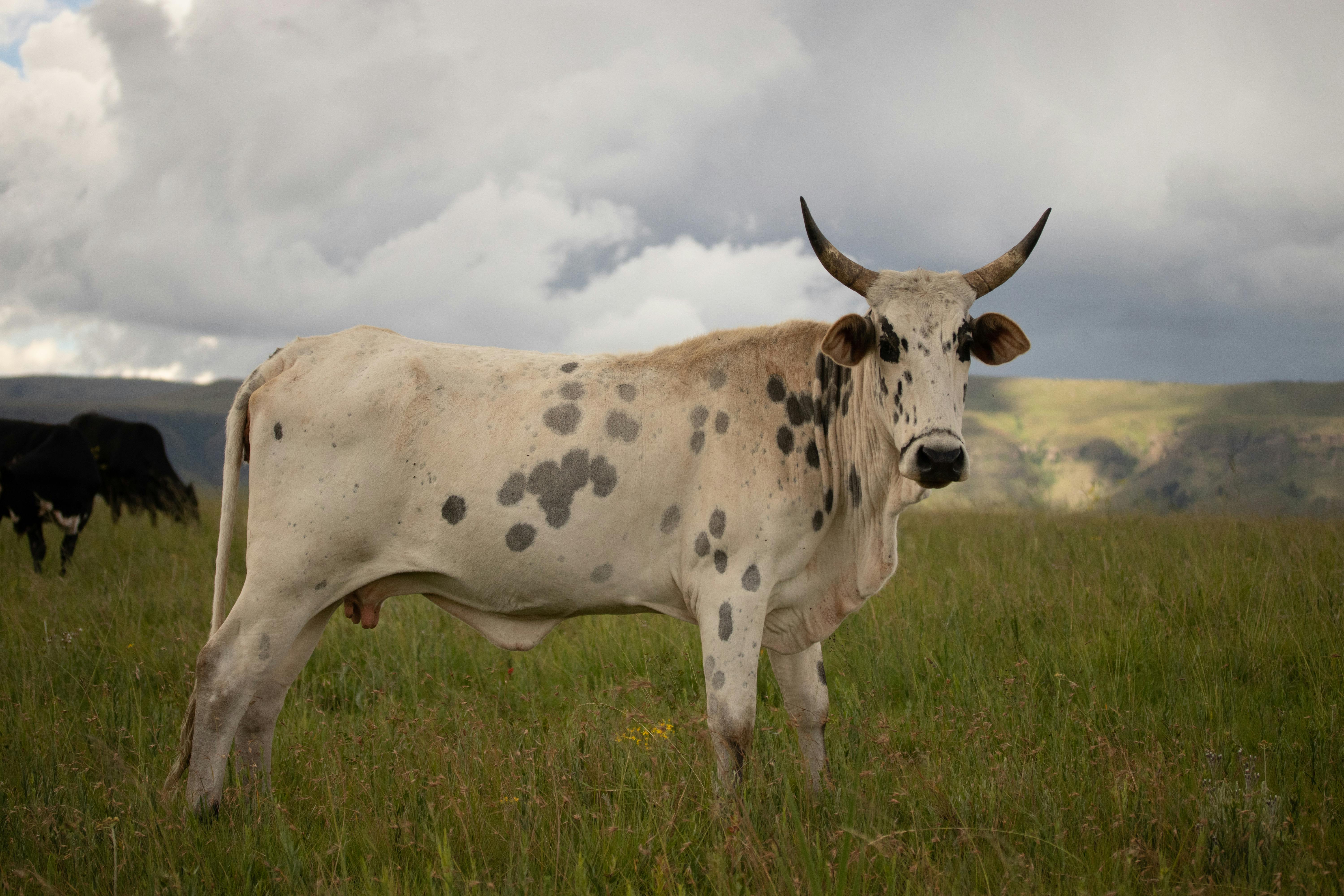 grátis Vaca Nguni em um campo verdejante sob um céu nublado e dramático na África do Sul. Foto profissional