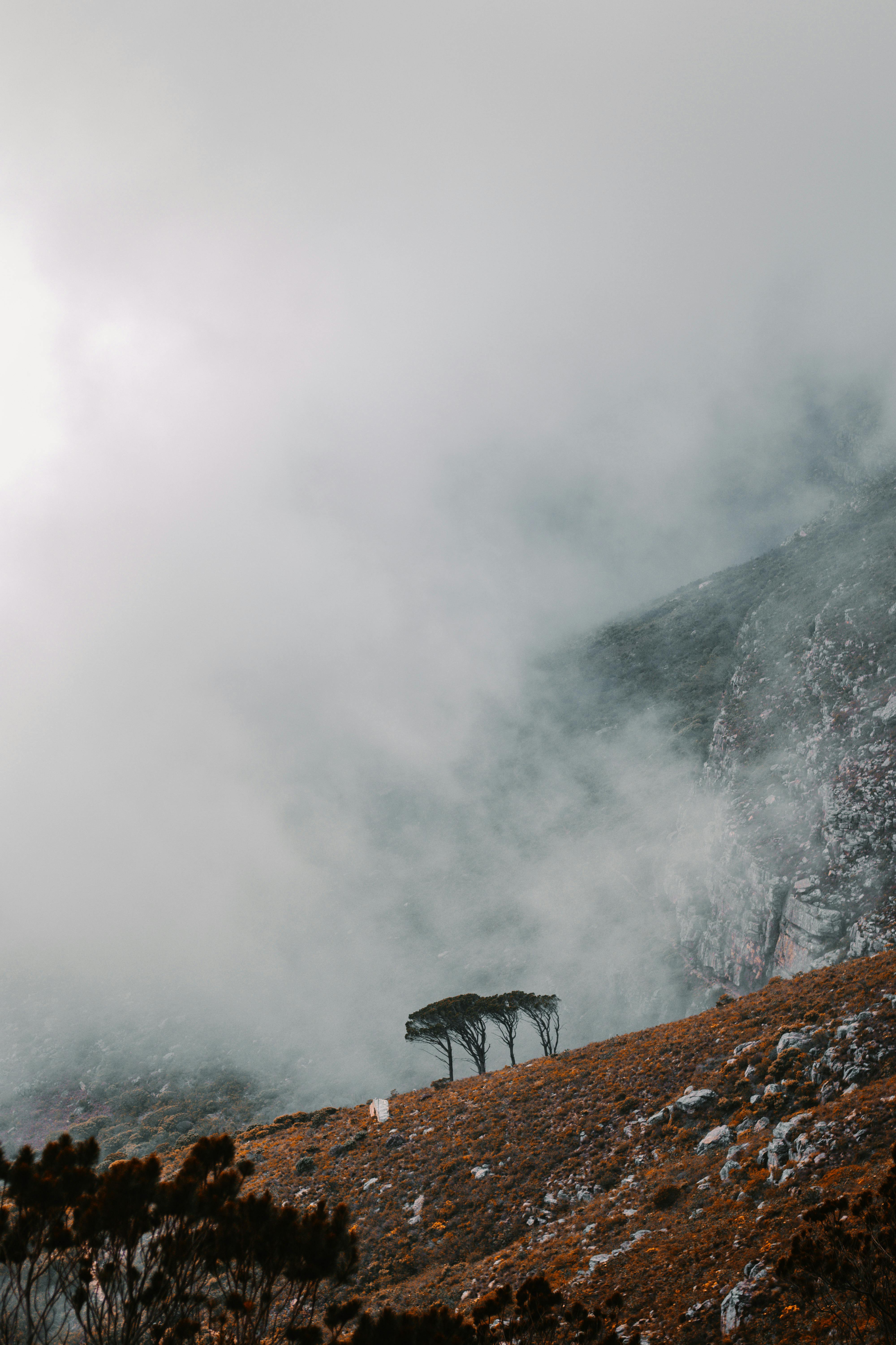 A misty view of Table Mountain with fog and trees creating a moody atmosphere.