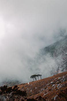 Trees on Table Mountain