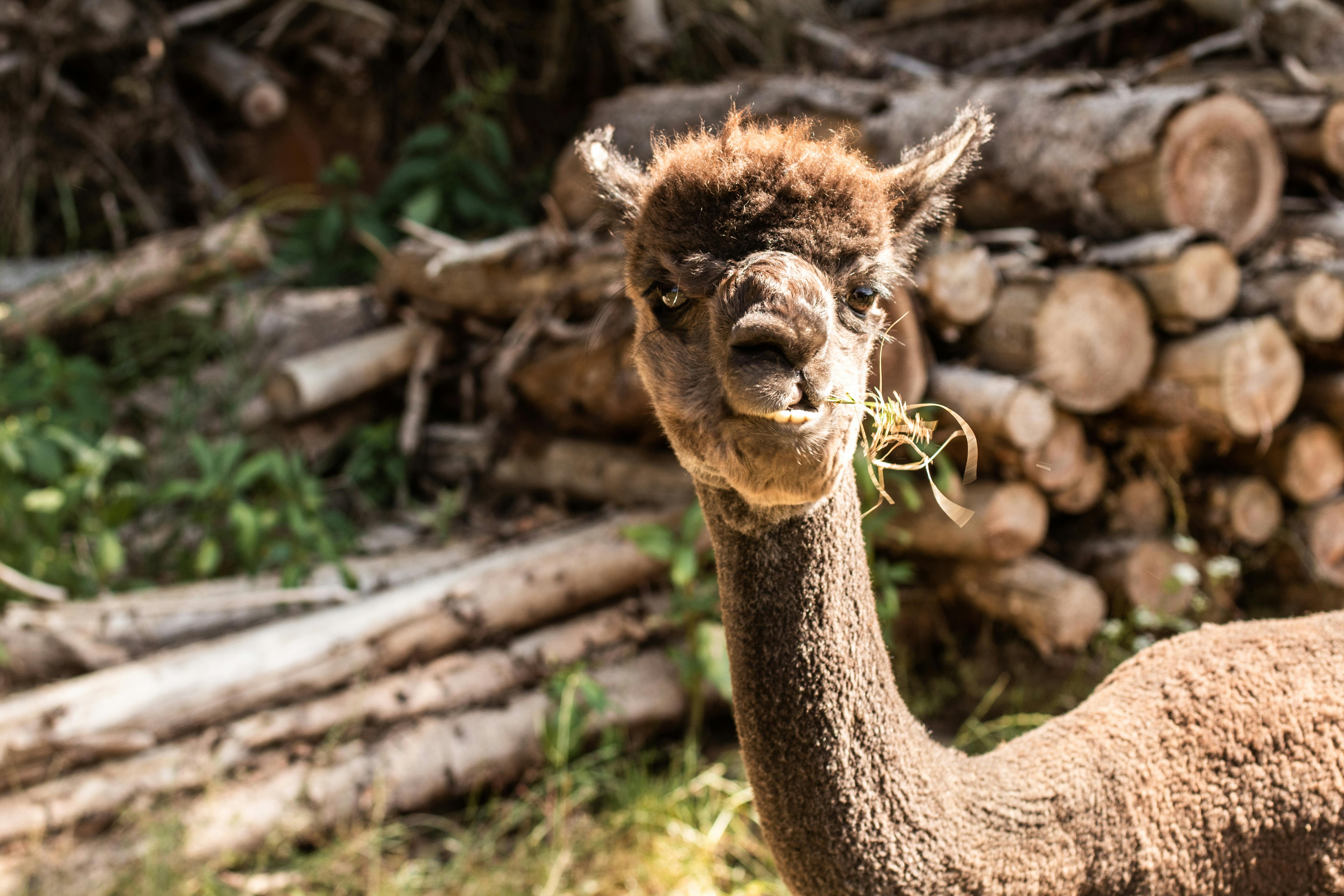Charming brown alpaca chewing grass at an outdoor farm in Germany.