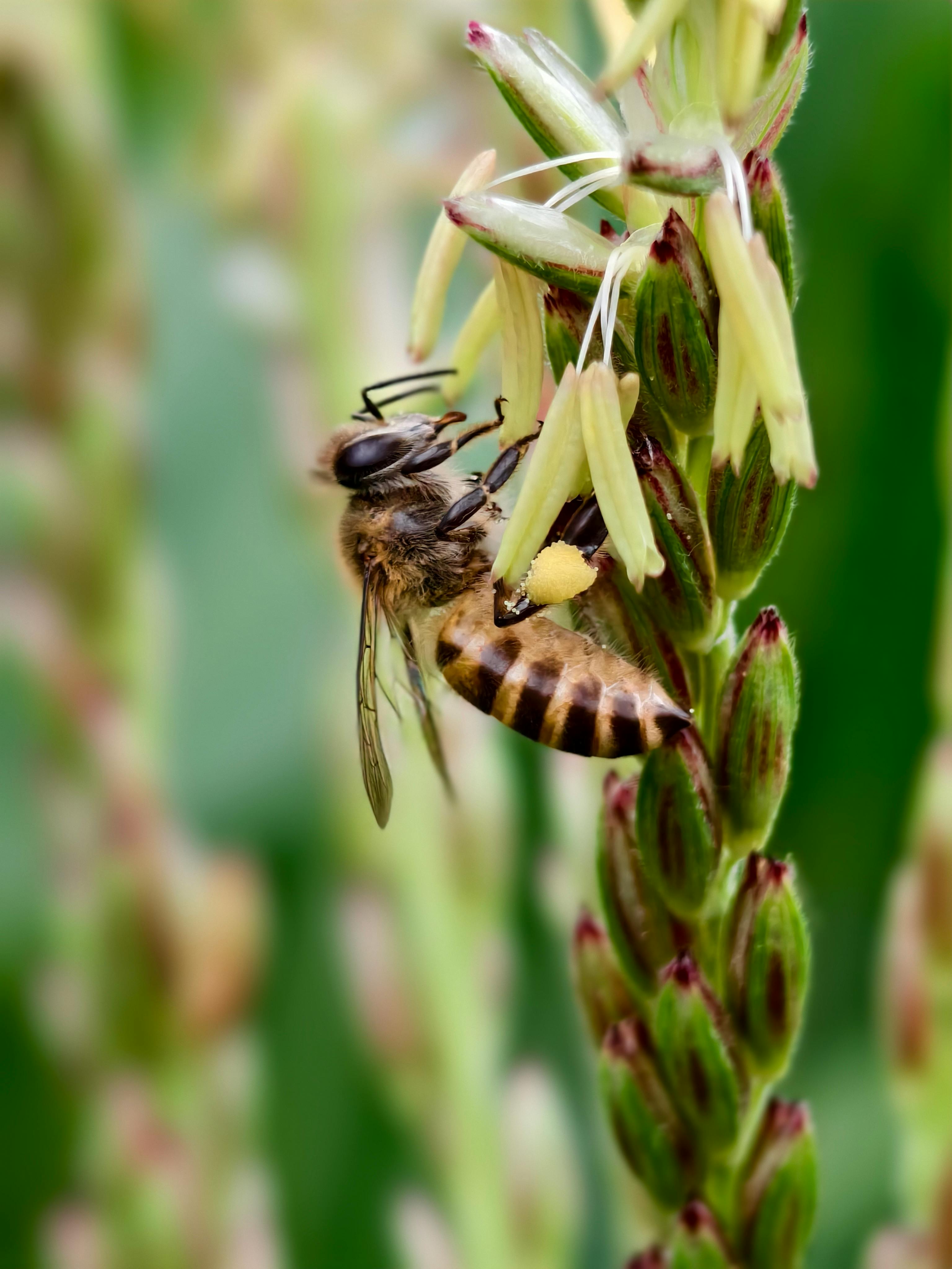hand pollinating corn