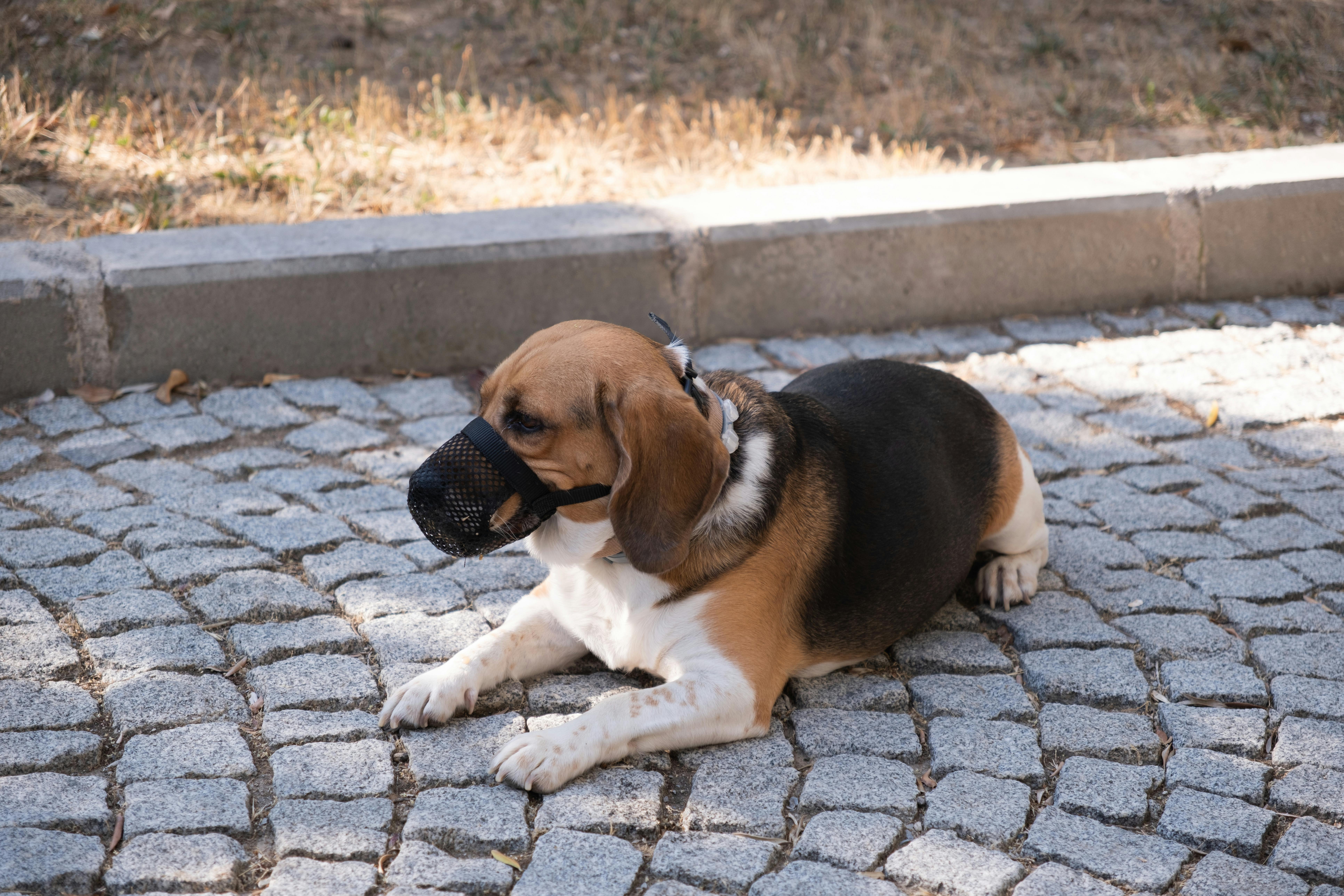 A calm beagle dog with a muzzle lays on cobblestone pavement in İzmir, Türkiye.