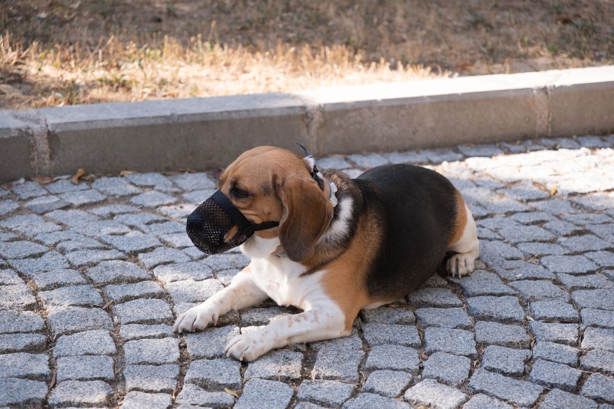 Beagle met zwarte gaasmuilkorf ligt rustig op een straat van kinderkopjes