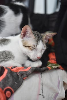 A serene kitten sleeps peacefully on a vibrant blanket indoors.