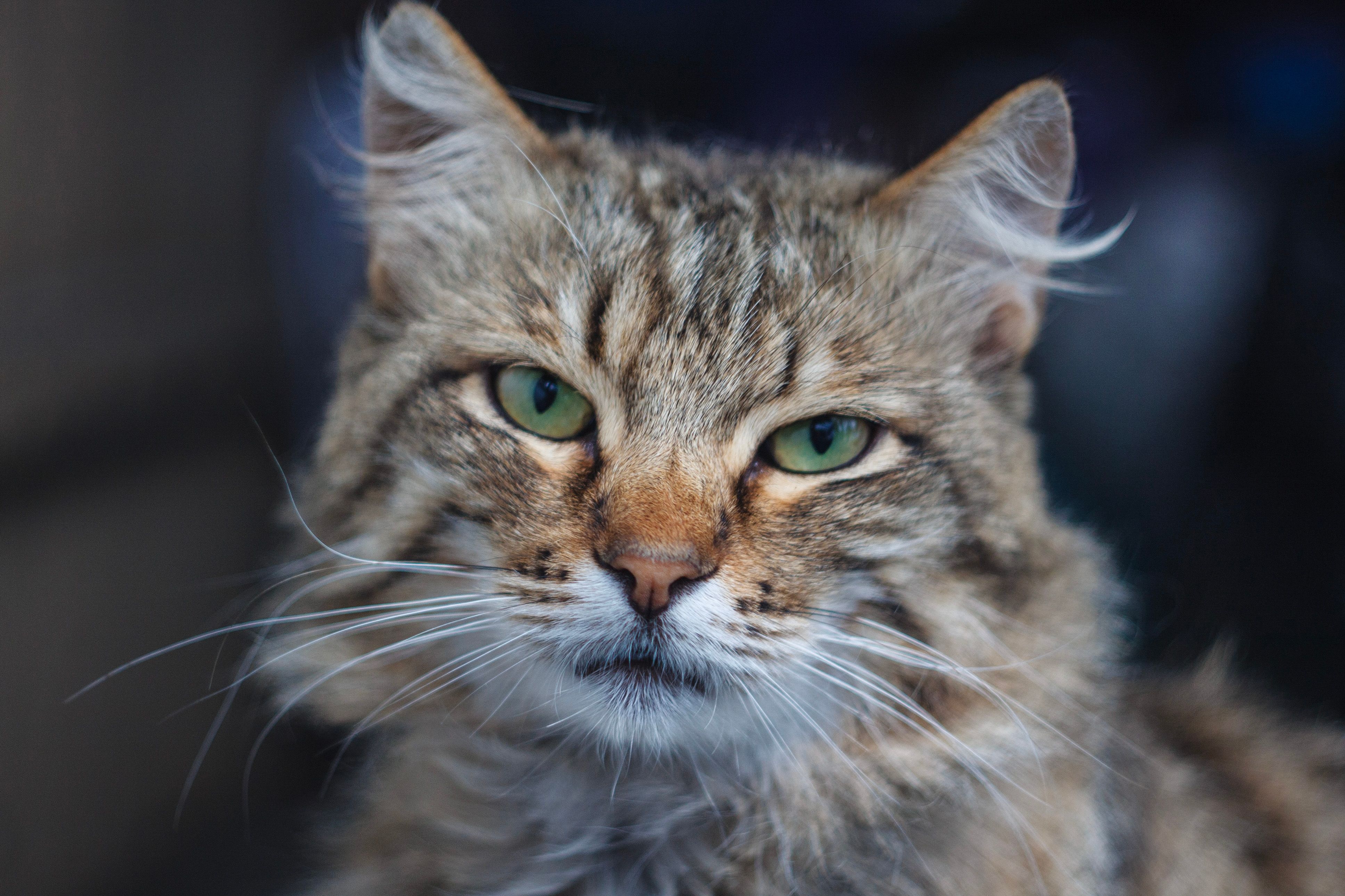 Kitty+Lixo Photos, Download The BEST Free Kitty+Lixo Stock Photos & HD ...