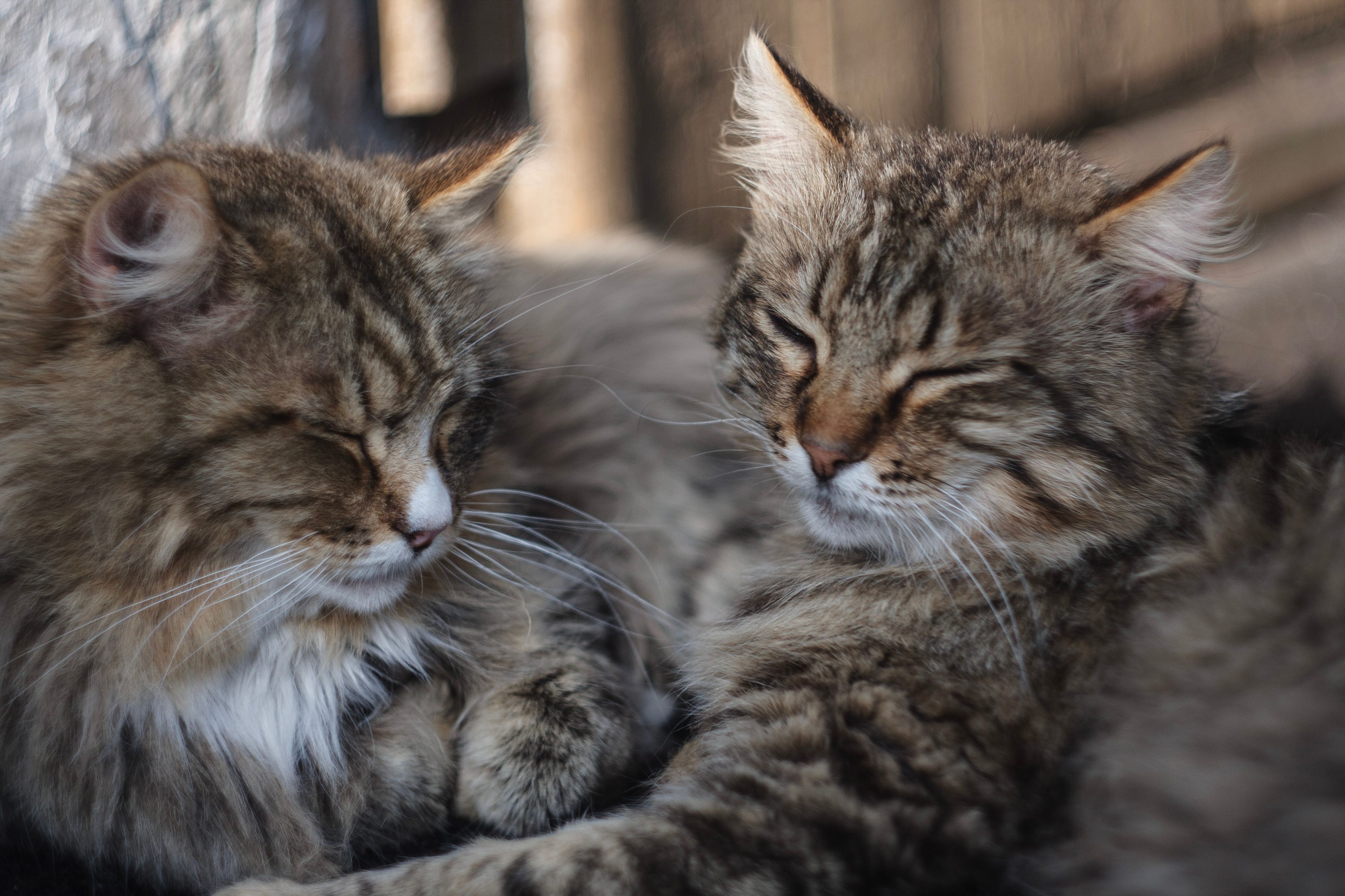 Siberian