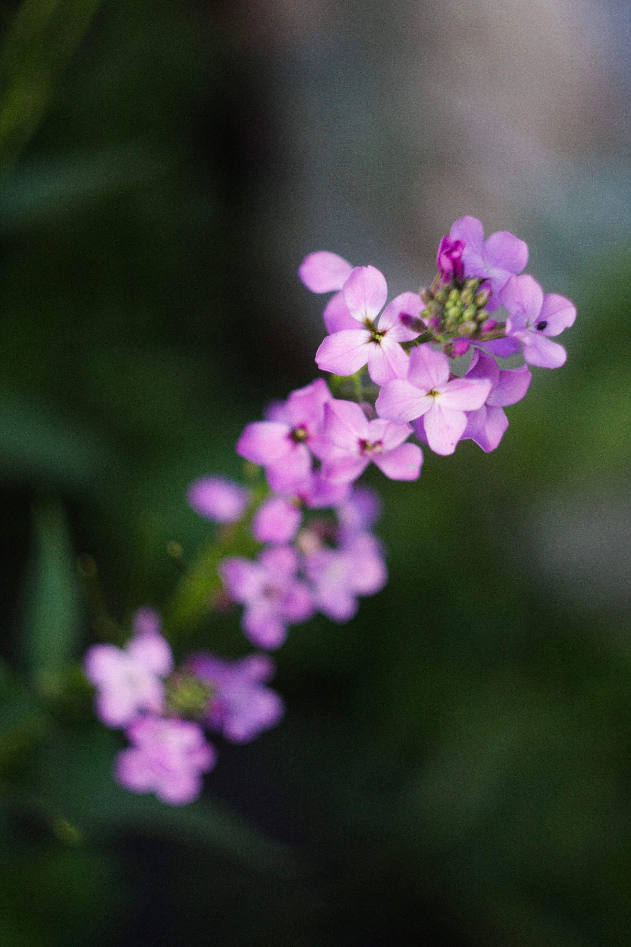 Beautiful close-up of vibrant purple stock flowers in full bloom against a blurred green background.