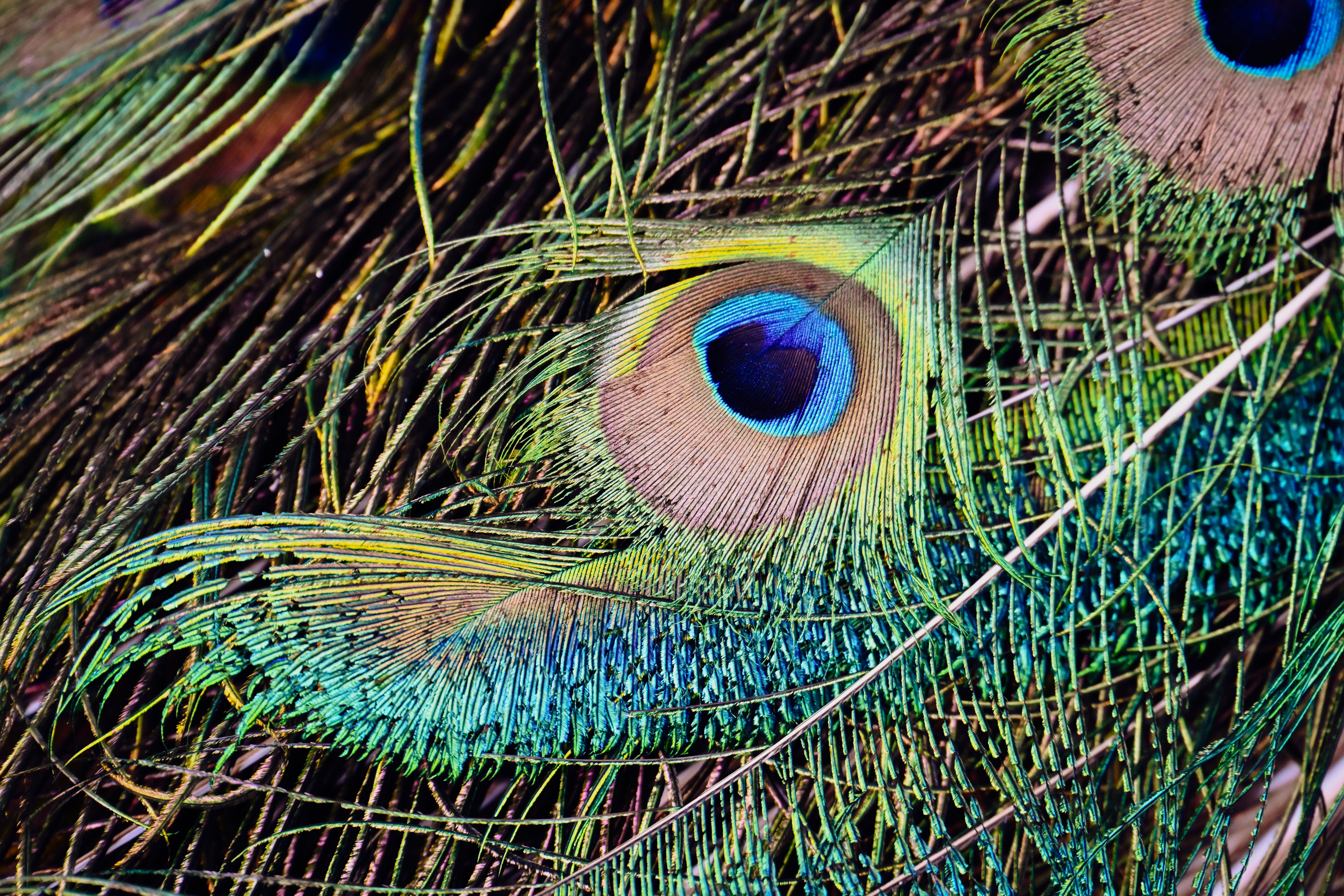 Close-up of iridescent peacock feathers showcasing the intricate layered structure that inspired centuries of Chinese embroidery technique and is mirrored in the double-sided embroidery of the bag.