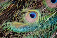 Close-up of Vibrant Peacock Feathers