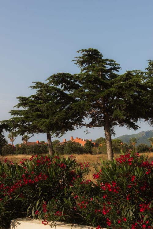 Free A serene landscape featuring tall pine trees, red blossoms, and a distant house under a clear blue sky. Stock Photo