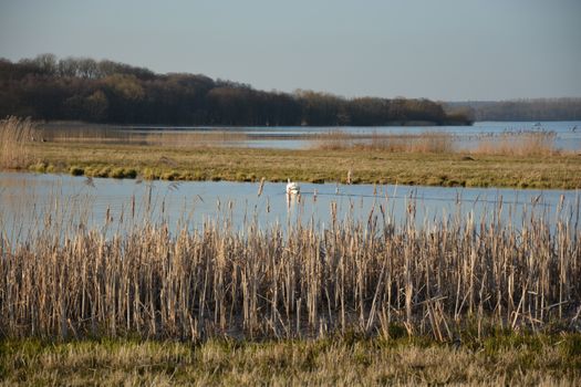 Peaceful lake view with swans amidst reeds and grasses in a spring setting, capturing tranquility.