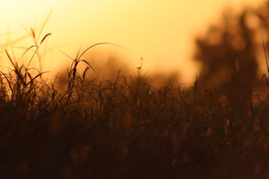 A serene sunset casts golden light over a grassy field, creating a warm and peaceful atmosphere.