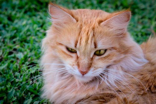 Ücretsiz Kedi Yakın çekim Stok Fotoğraflar