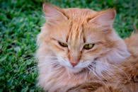 一只毛茸茸的橙色家猫懒洋洋地躺在绿草地上，展示着它充满活力的皮毛和富有表情的眼睛