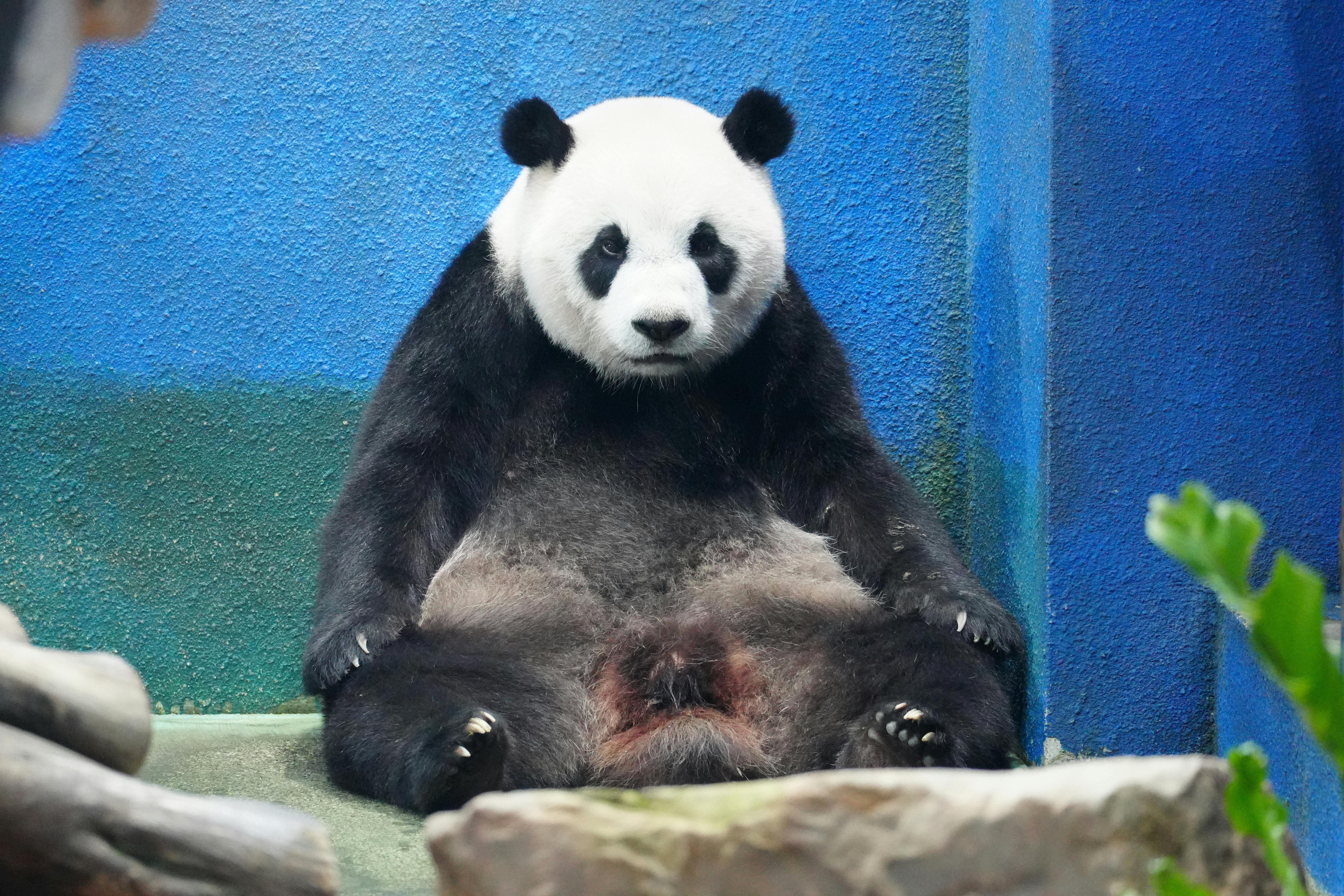 Giant Panda Bear