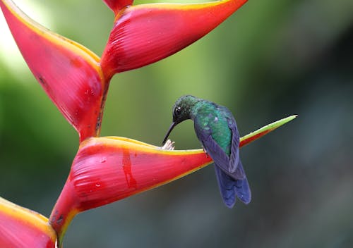 Attract Hummingbirds Next Spring With This Fall Plant Trick