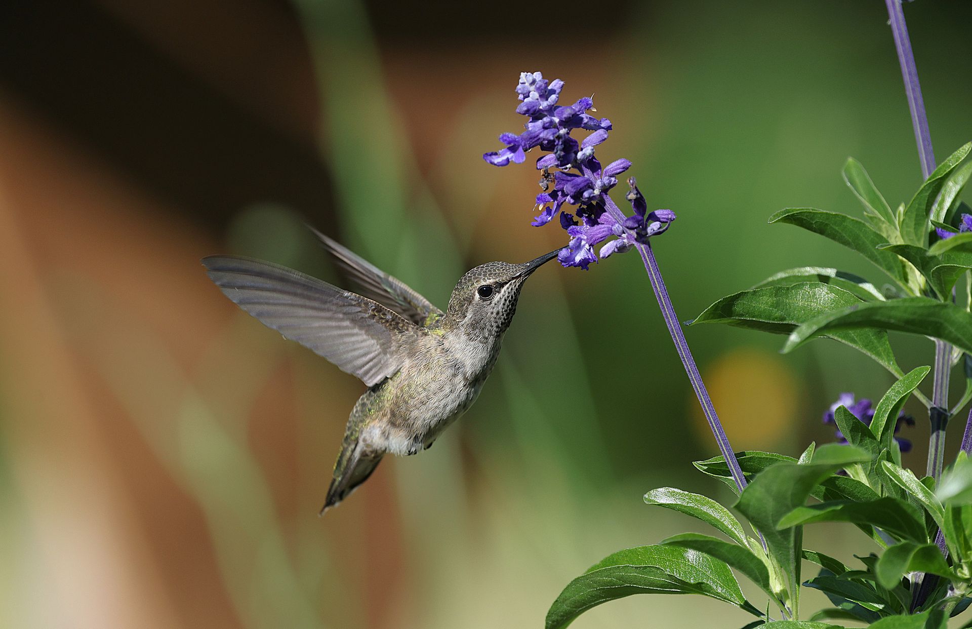 Anna's hummingbird feeding on purple salvia in natural setting, vivid and vibrant.