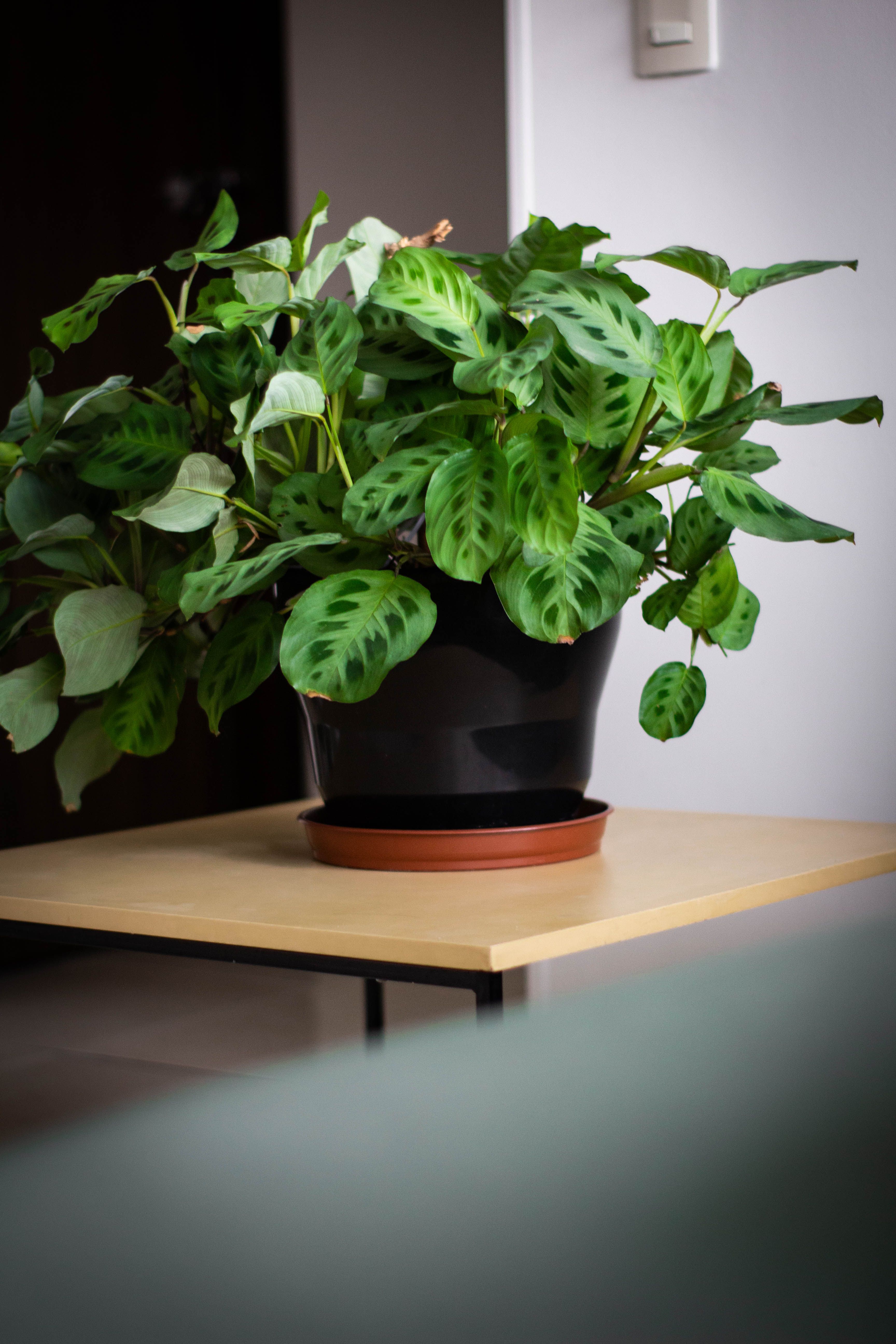 Maranta em vaso preto sobre mesa clara dentro de casa