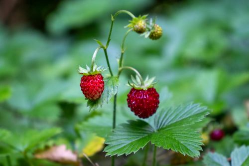 Free Close-up of wild strawberries growing in the lush greenery of a Bochum forest, showcasing vibrant, ripe red berries. Stock Photo
