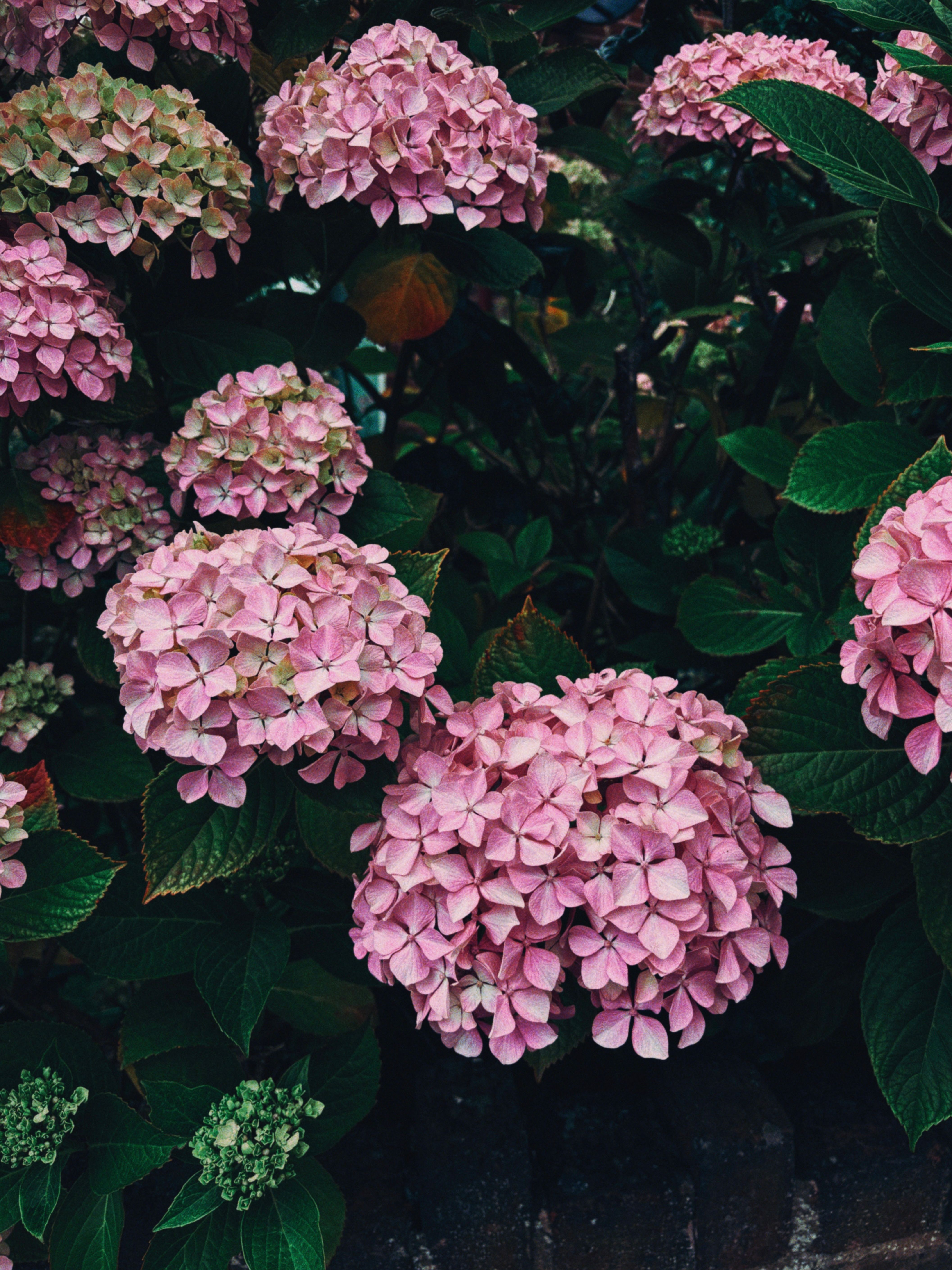 Vibrant Pink Hydrangeas in Full Bloom Outdoors · Free Stock Photo