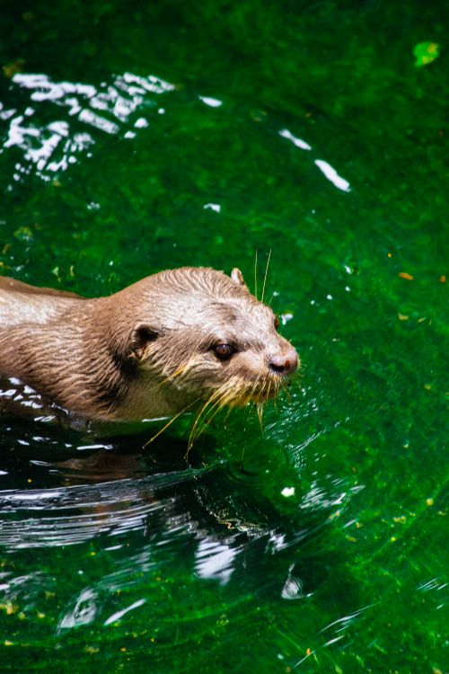 Free Close-up of an otter swimming in lush green water, showcasing its natural beauty. Stock Photo