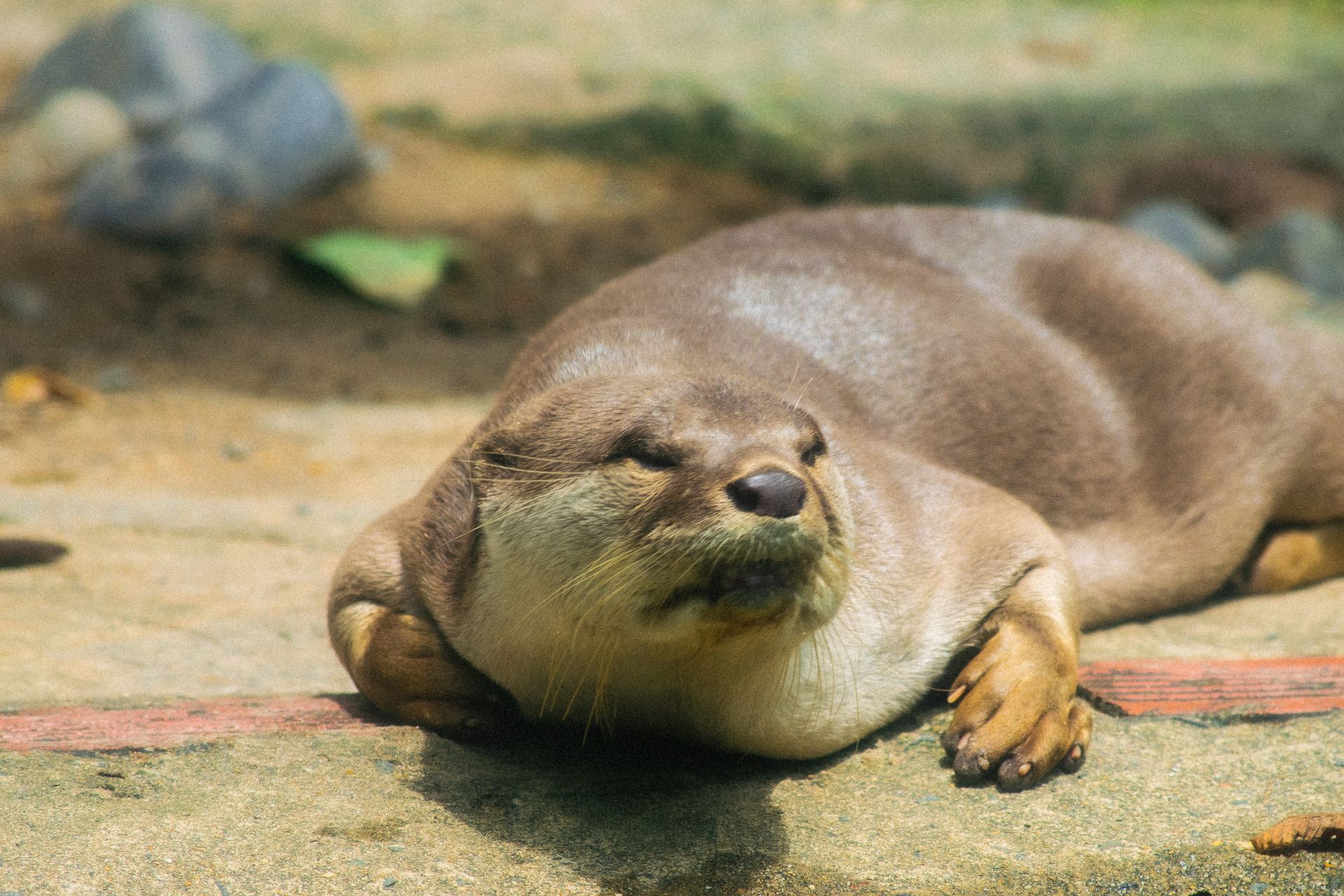 Charming Asian small-clawed otter lounging in the sun on a summer day.