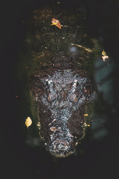Free Detailed view of a crocodile lurking beneath the water surface with fallen leaves around. Stock Photo