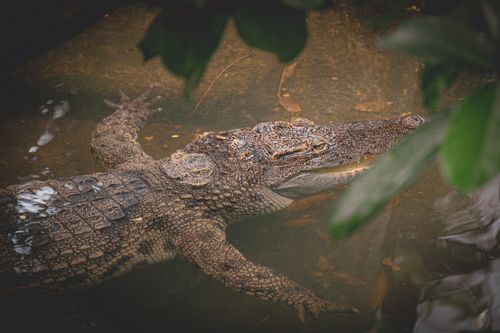 Free Crocodile swimming in a natural pond surrounded by lush greenery. Stock Photo