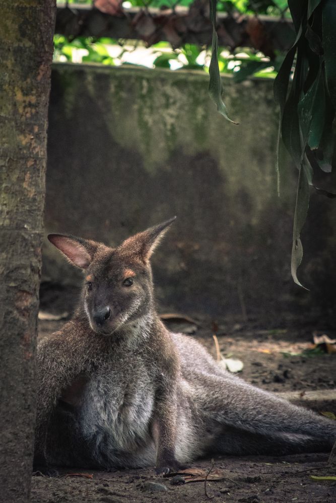 Shaded Animal Photos, Download The BEST Free Shaded Animal Stock Photos ...