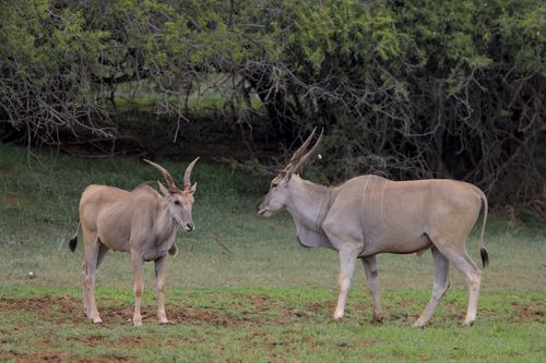 Free A pair of eland antelopes standing in Mokala National Park. Stock Photo