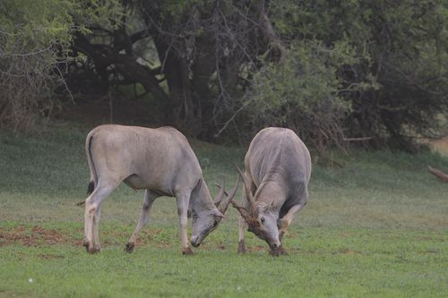 Free Elands engage in a sparring match in lush greenery of Mokala National Park. Stock Photo