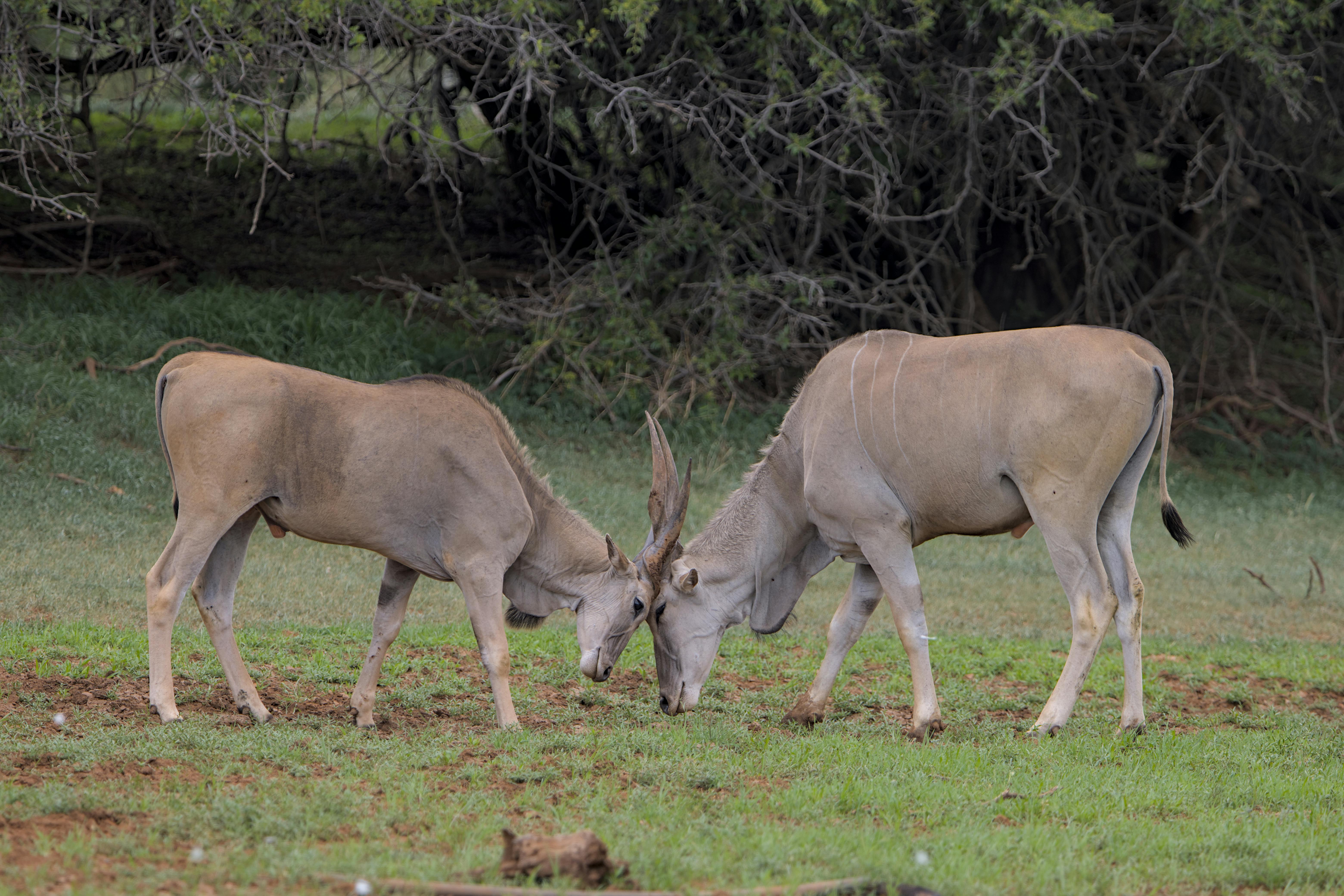 grátis Dois antílopes elandes pastando pacificamente na paisagem serena do Parque Nacional Mokala. Foto profissional